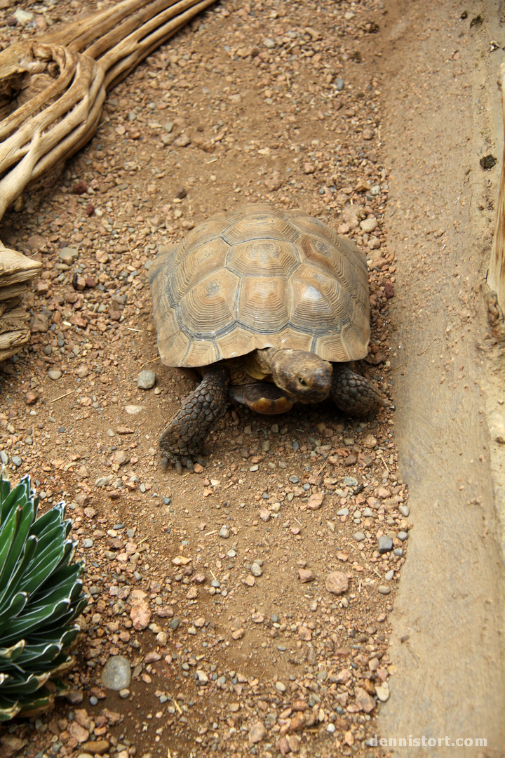 Tortoises in Indianapolis Zoo