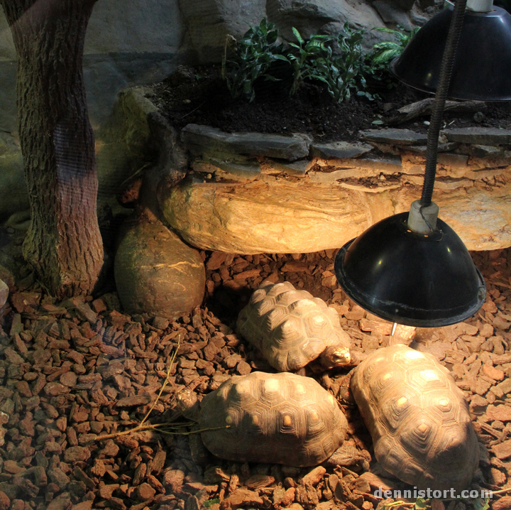 Tortoises in Taipei Zoo