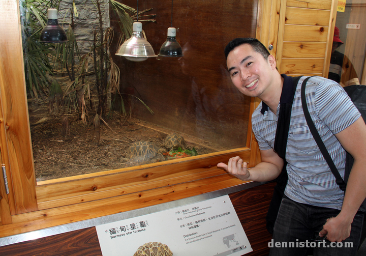 Tortoises in Taipei Zoo