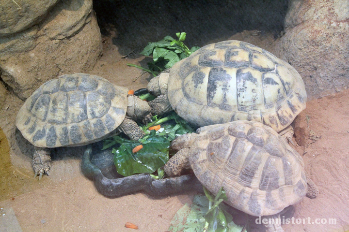 Tortoises in Taipei Zoo