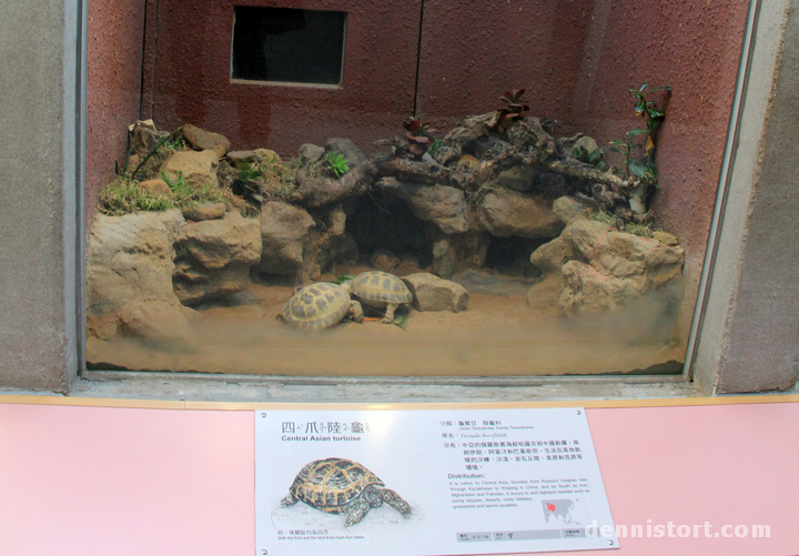 Tortoises in Taipei Zoo