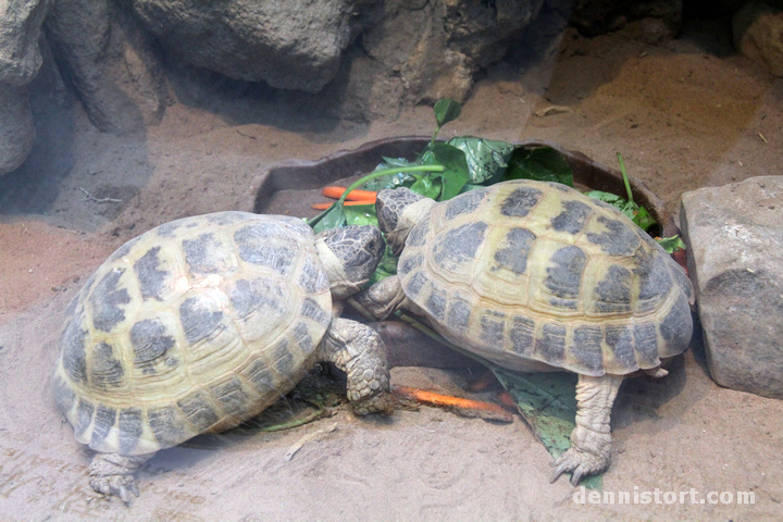 Tortoises in Taipei Zoo