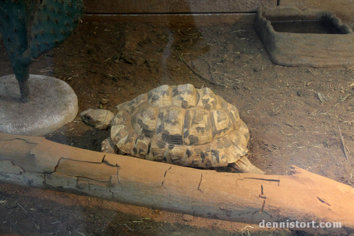 Tortoises in Taipei Zoo