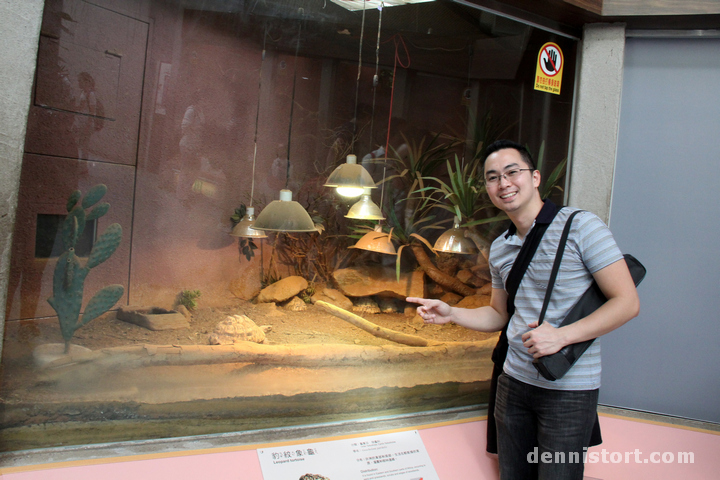 Tortoises in Taipei Zoo