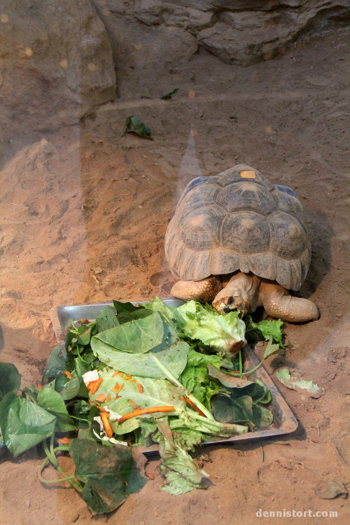 Tortoises in Taipei Zoo