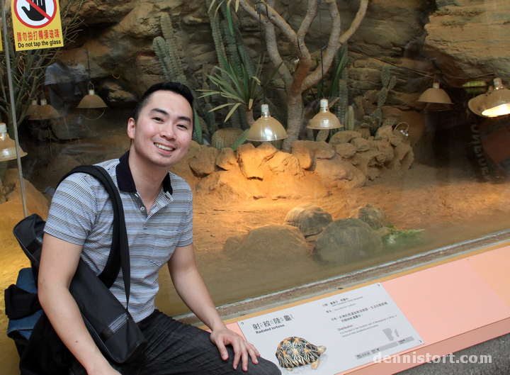 Tortoises in Taipei Zoo