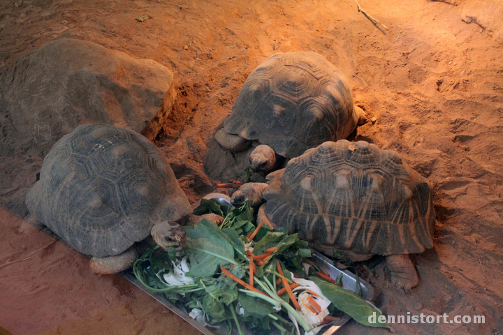 Tortoises in Taipei Zoo