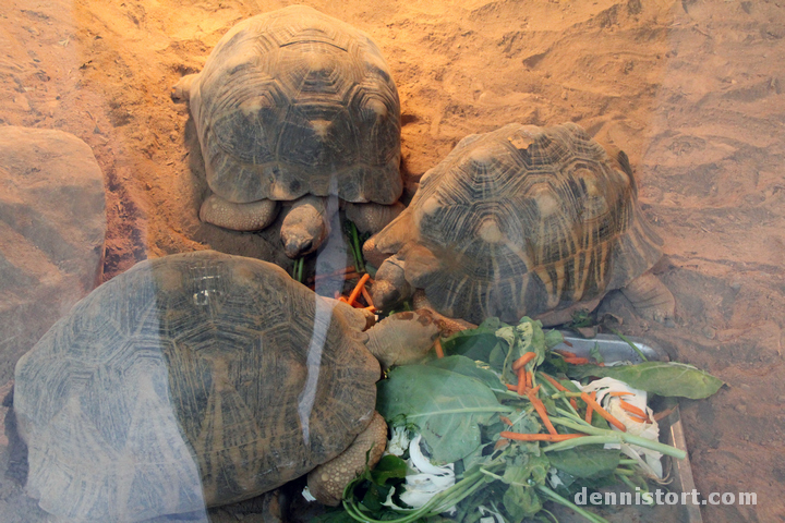 Tortoises in Taipei Zoo