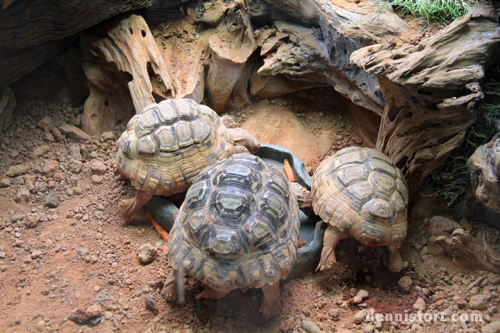 Tortoises in Taipei Zoo