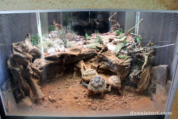 Tortoises in Taipei Zoo