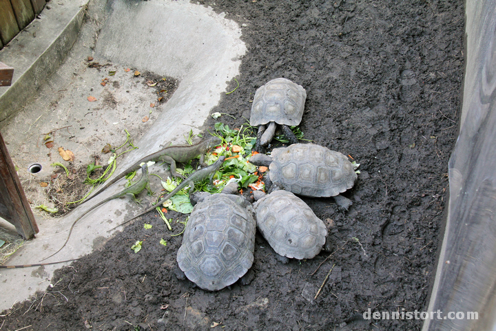 Tortoises in Taipei Zoo