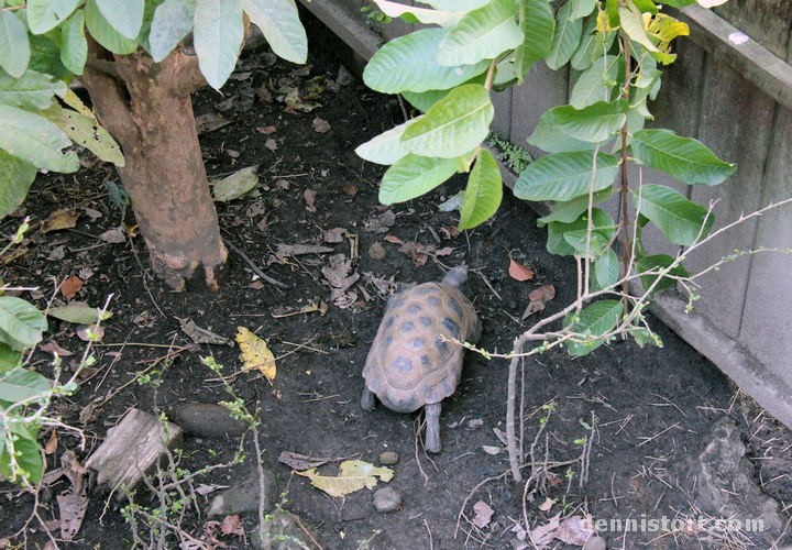 Tortoises in Taipei Zoo