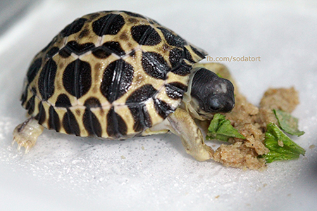 Radiated tortoise breeding