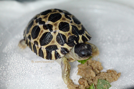 Radiated tortoise breeding