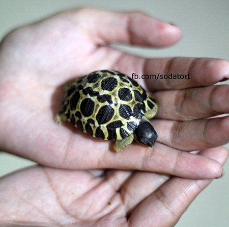 Radiated tortoise breeding