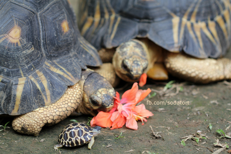 Radiated Tortoise hatchling