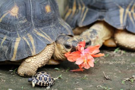 Radiated Tortoise hatchling