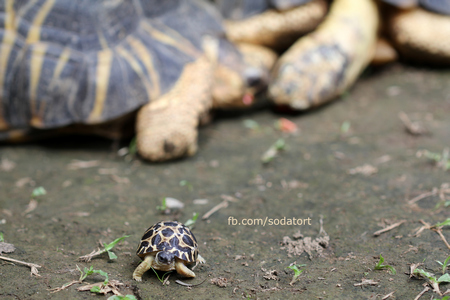 Radiated Tortoise hatchling