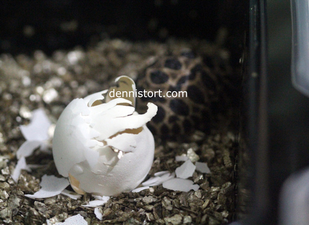 Radiated Tortoise Hatchling