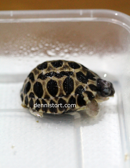 Radiated Tortoise Hatchling