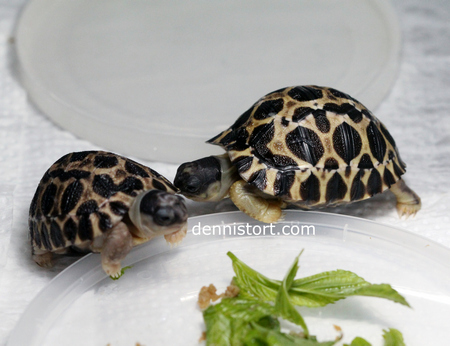 Radiated Tortoise Hatchling