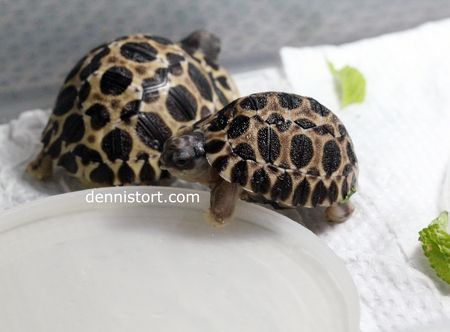 Radiated Tortoise Hatchling