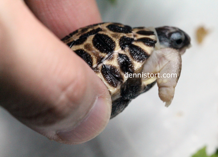 Radiated Tortoise Hatchling