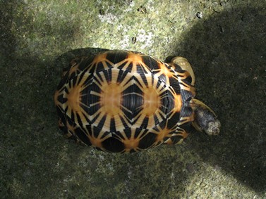 radiated tortoise philippines