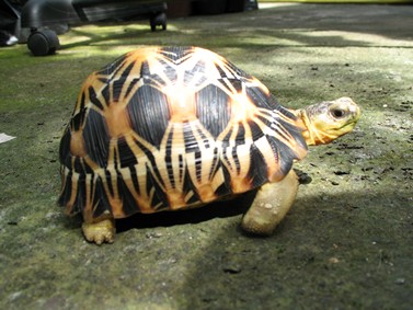 radiated tortoise philippines