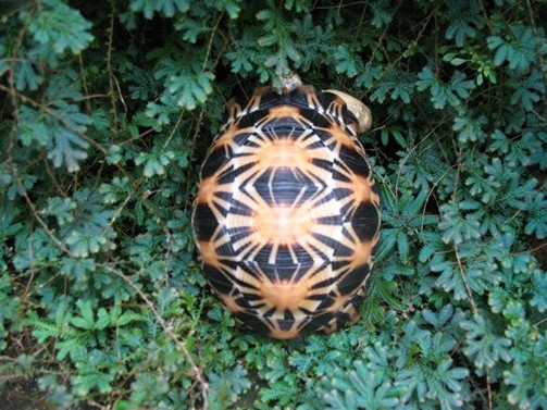 radiated tortoise philippines