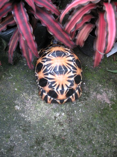 radiated tortoise philippines