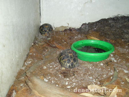 Tortoises in Avilon Zoo, Rizal Philippines