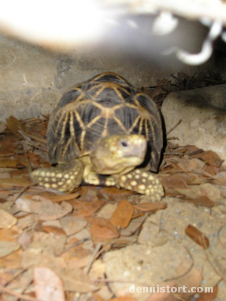 Tortoises in Avilon Zoo, Rizal Philippines