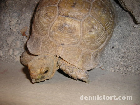 Tortoises in Avilon Zoo, Rizal Philippines