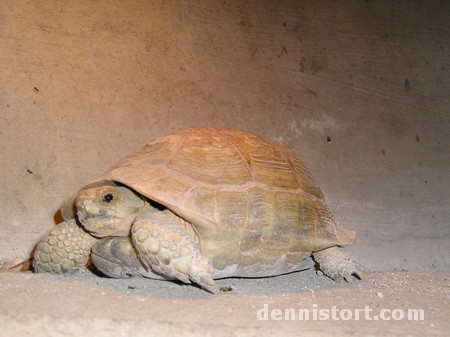 Tortoises in Avilon Zoo, Rizal Philippines