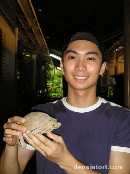 Tortoises in Avilon Zoo, Rizal Philippines