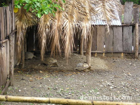 Tortoises in Avilon Zoo, Rizal Philippines