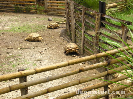 Tortoises in Avilon Zoo, Rizal Philippines