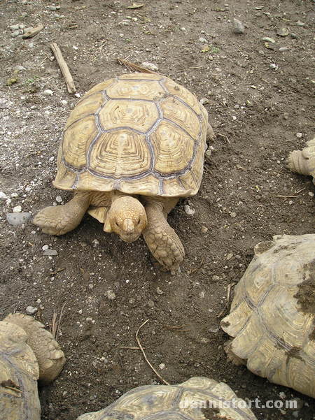 Tortoises in Avilon Zoo, Rizal Philippines