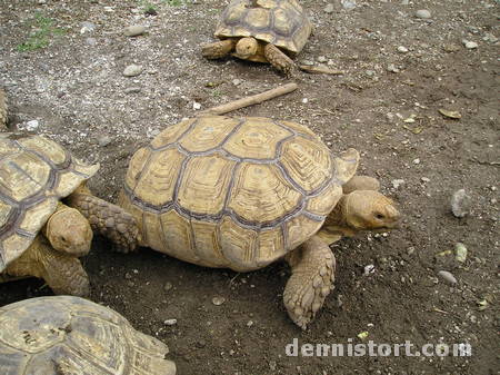 Tortoises in Avilon Zoo, Rizal Philippines