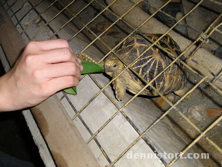 Tortoises in Avilon Zoo, Rizal Philippines