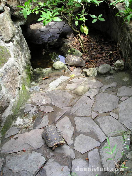 Tortoises in Avilon Zoo, Rizal Philippines