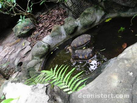 Tortoises in Avilon Zoo, Rizal Philippines