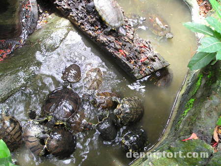 Tortoises in Avilon Zoo, Rizal Philippines