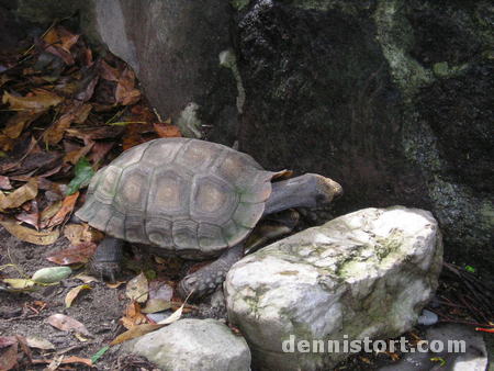 Tortoises in Avilon Zoo, Rizal Philippines