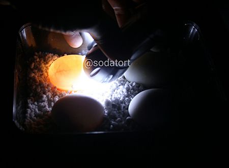 candling tortoise eggs