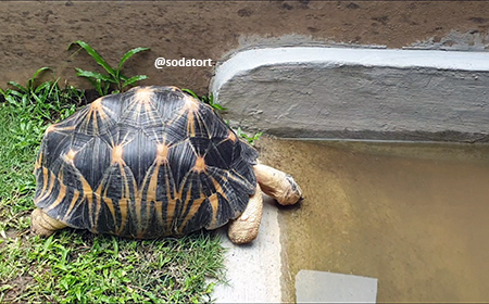 Radiated Tortoise Drinking