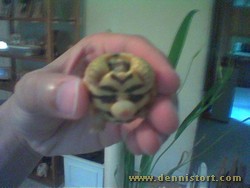 hatchling star tortoise