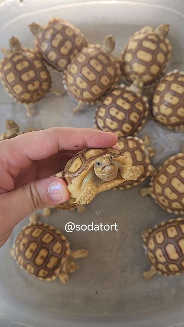 available sulcata tortoises in the philippines