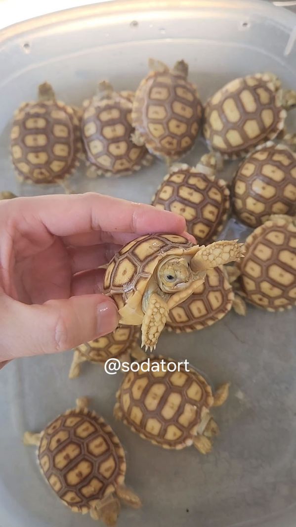 available sulcata tortoises in the philippines